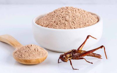 Cricket Protein: Are Insects Our Future?