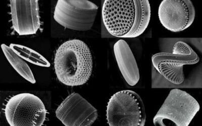 Diatomites