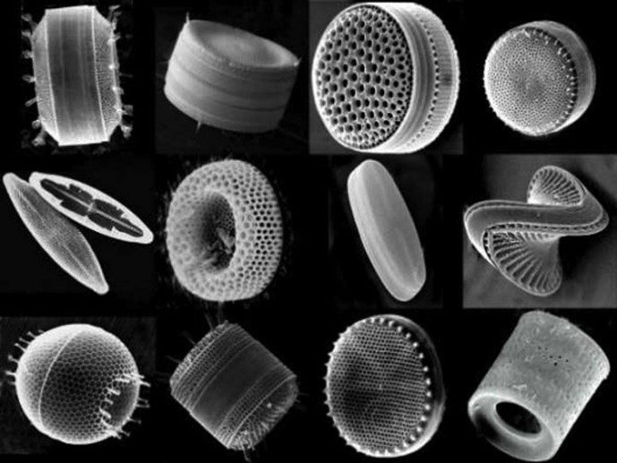Diatomites